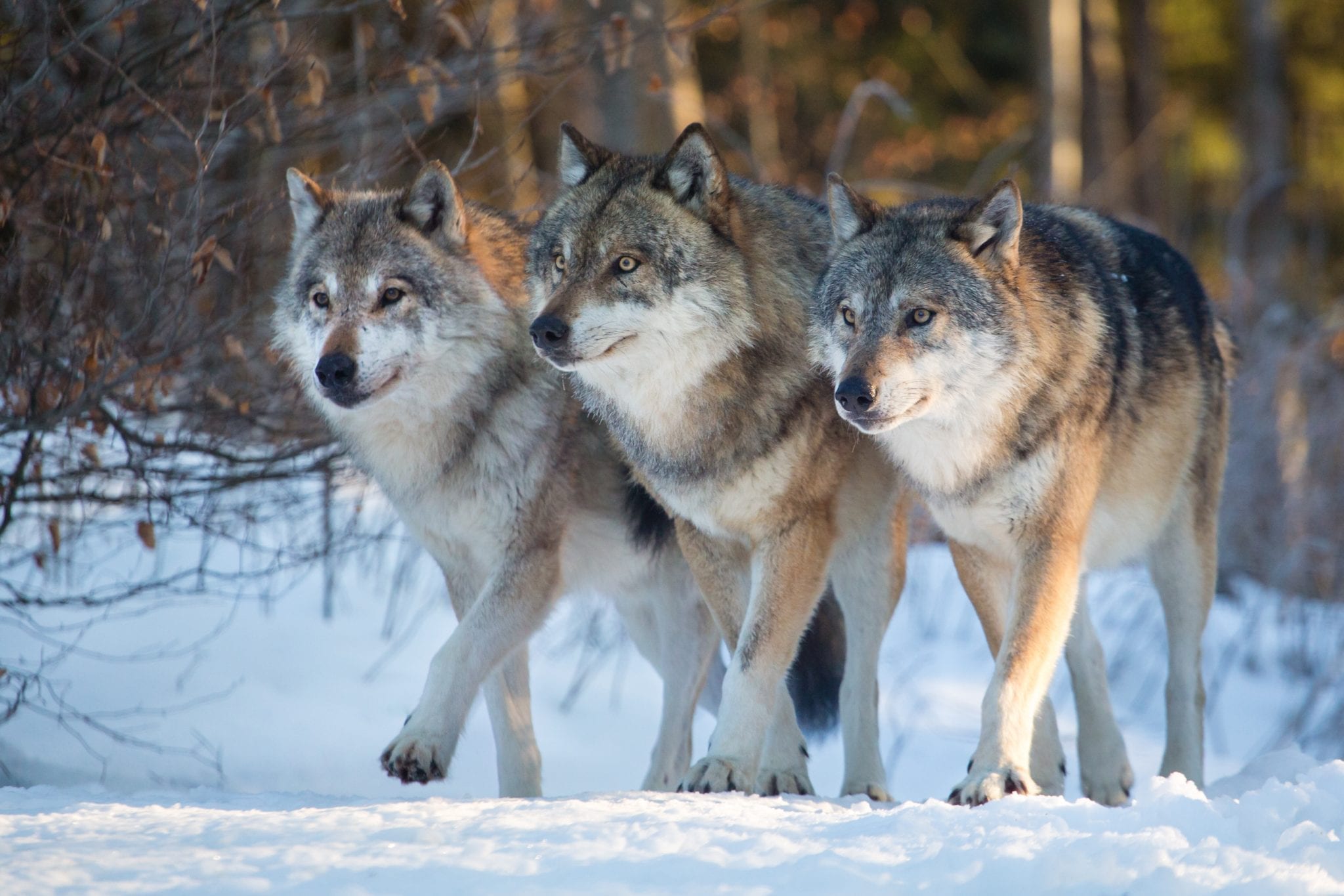 Pack of Three Wolves